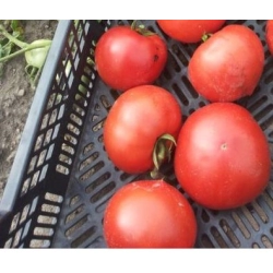 Pomidor Rediana